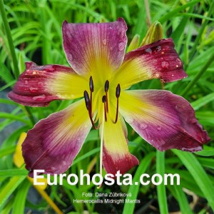 Hemerocallis Midnight Mantis