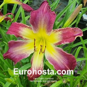 Hemerocallis Midnight Mantis