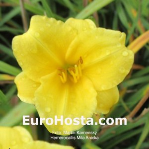 Hemerocallis Mila Anicka