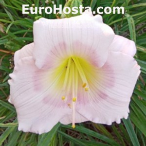 Hemerocallis Mila Monika