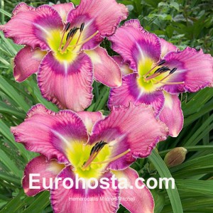 Hemerocallis Mildred Mitchell - Eurohosta