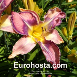 Hemerocallis Mildred Mitchell - Eurohosta