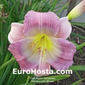 Hemerocallis MIlena