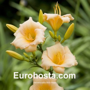 Hemerocallis Mini Pearl - Eurohosta