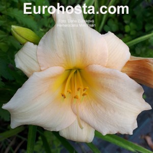 Hemerocallis Mini Pearl - Eurohosta