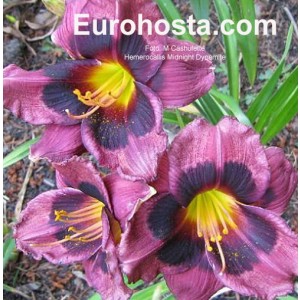 Hemerocallis Midnight Dynamite