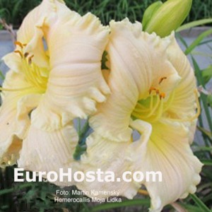 Hemerocallis Moja Lidka 