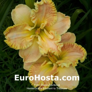 Hemerocallis Moment to Treasure 