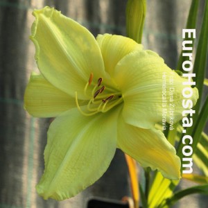 Hemerocallis Moravia