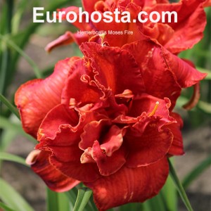 Hemerocallis Moses Fire