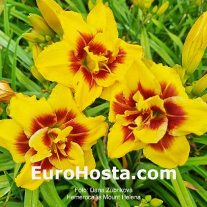 Hemerocallis Mount Helena