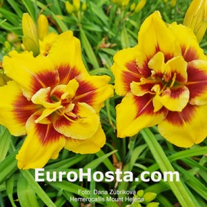 Hemerocallis Mount Helena