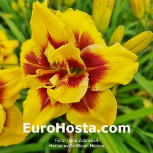 Hemerocallis Mount Helena