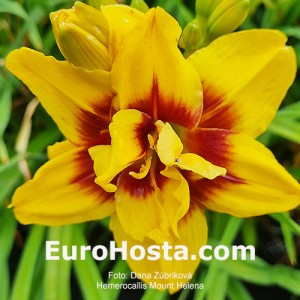 Hemerocallis Mount Helena