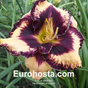 Hemerocallis Moussaka