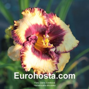 Hemerocallis Moussaka - Eurohosta