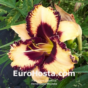 Hemerocallis Moussaka - Eurohosta