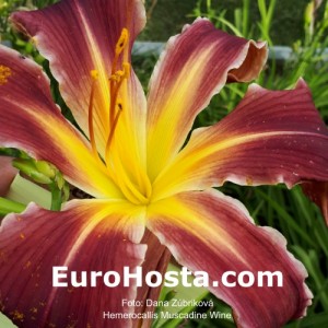 Hemerocallis Muscadine Wine - Eurohosta