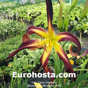 Hemerocallis Muscadine Wine - Eurohosta