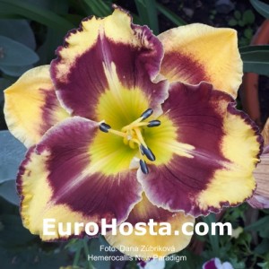 Hemerocallis New Paradigm