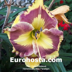 Hemerocallis New Paradigm