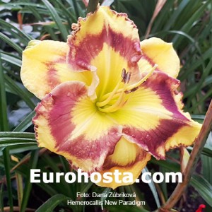 Hemerocallis New Paradigm