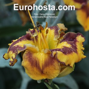 Hemerocallis New Paradigm