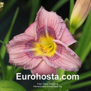 Hemerocallis Siloam New Toy - Eurohosta