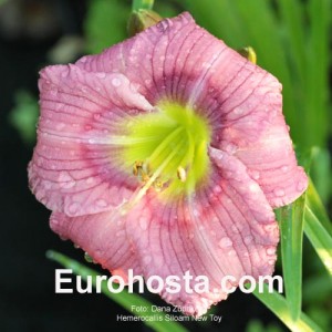 Hemerocallis Siloam New Toy - Eurohosta