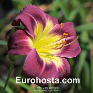 Hemerocallis Night Beacon - Eurohosta