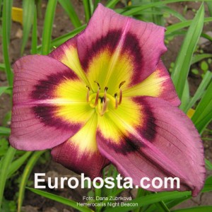 Hemerocallis Night Beacon - Eurohosta