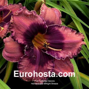 Hemerocallis Night Breeze