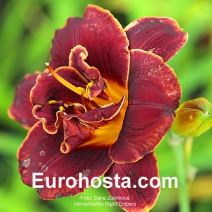 Hemerocallis Night Embers - Eurohosta