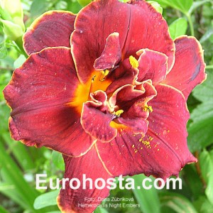 Hemerocallis Night Embers - Eurohosta