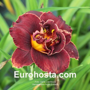 Hemerocallis Night Embers - Eurohosta