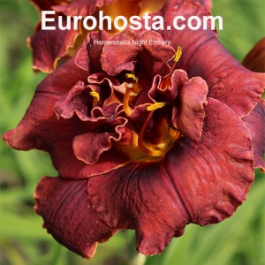 Hemerocallis Night Embers - Eurohosta