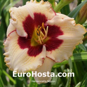 Hemerocallis Nippon