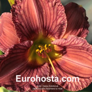 Hemerocallis Nowhere to Hide