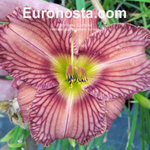 Hemerocallis Nowhere to Hide