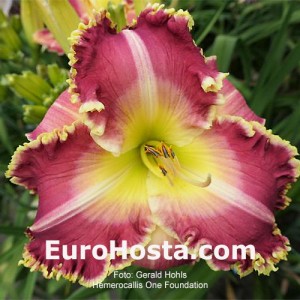 Hemerocallis One Foundation