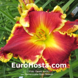 Hemerocallis Open Season