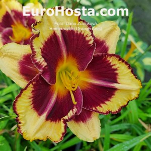 Hemerocallis Orange Artist