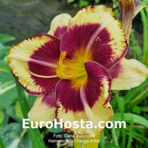 Hemerocallis Orange Artist