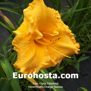 Hemerocallis Orange Nassau