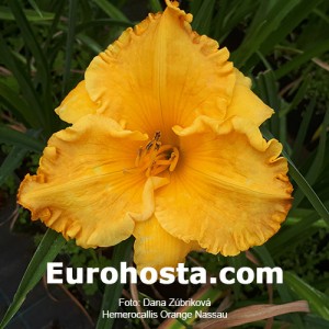 Hemerocallis Orange Nassau