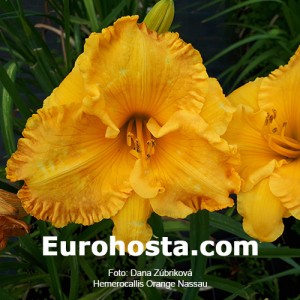 Hemerocallis Orange Nassau