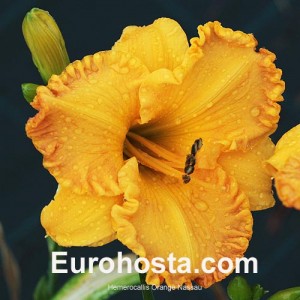 Hemerocallis Orange Nassau - Eurohosta