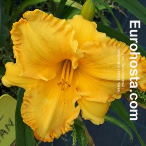 Hemerocallis Orange Nassau - Eurohosta