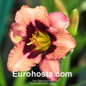 Hemerocallis Orchid Candy - Eurohosta