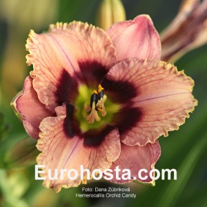 Hemerocallis Orchid Candy - Eurohosta